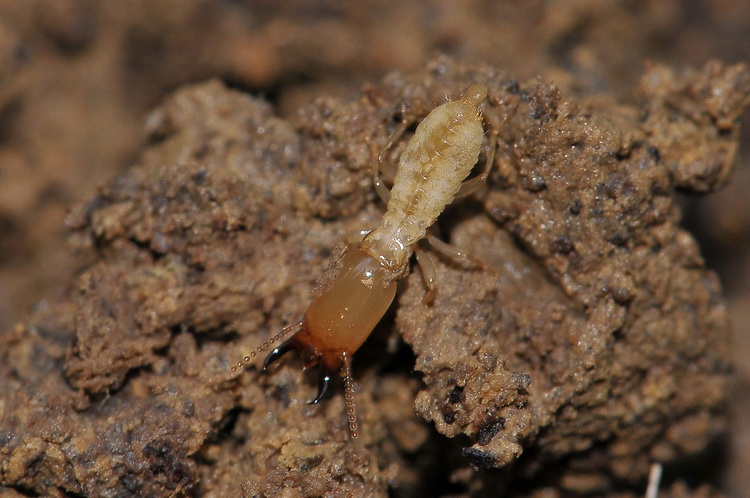 Lui chi è? Reticulitermes lucifugus